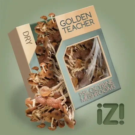 _ Golden Teacher _.webp
