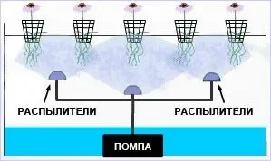 Аэропоника_.webp
