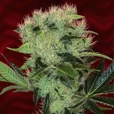 Agent Orange.webp