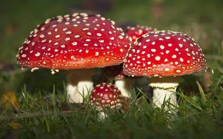 Amanita muscaria.webp