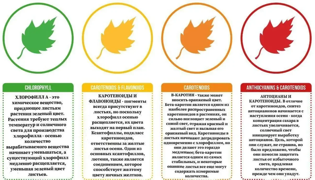 антоцианы.webp