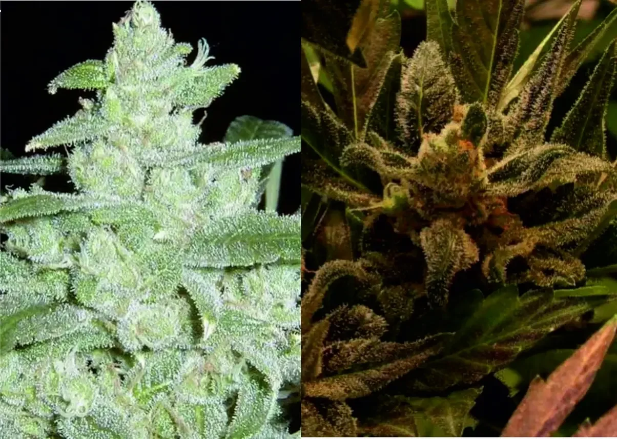 Автоцветные сорта White Widow (слева) и Sweetheart (справа).webp