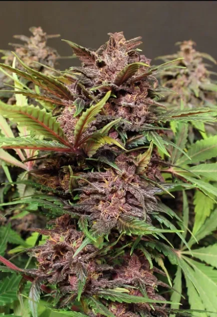 Black Haze.webp