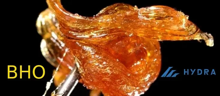 Butane hash oil _BHO.webp