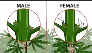 canabis gender.png