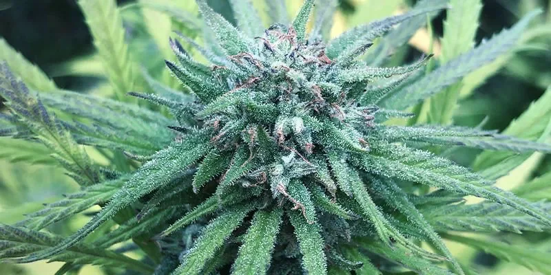 Durban Poison.webp