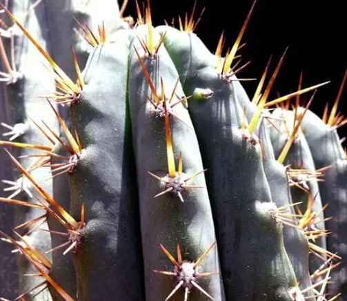 Echinopsis peruviana.webp
