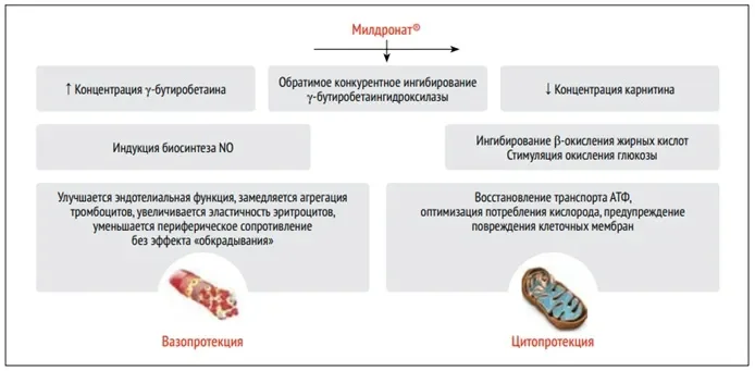 эффекты мельдония.webp