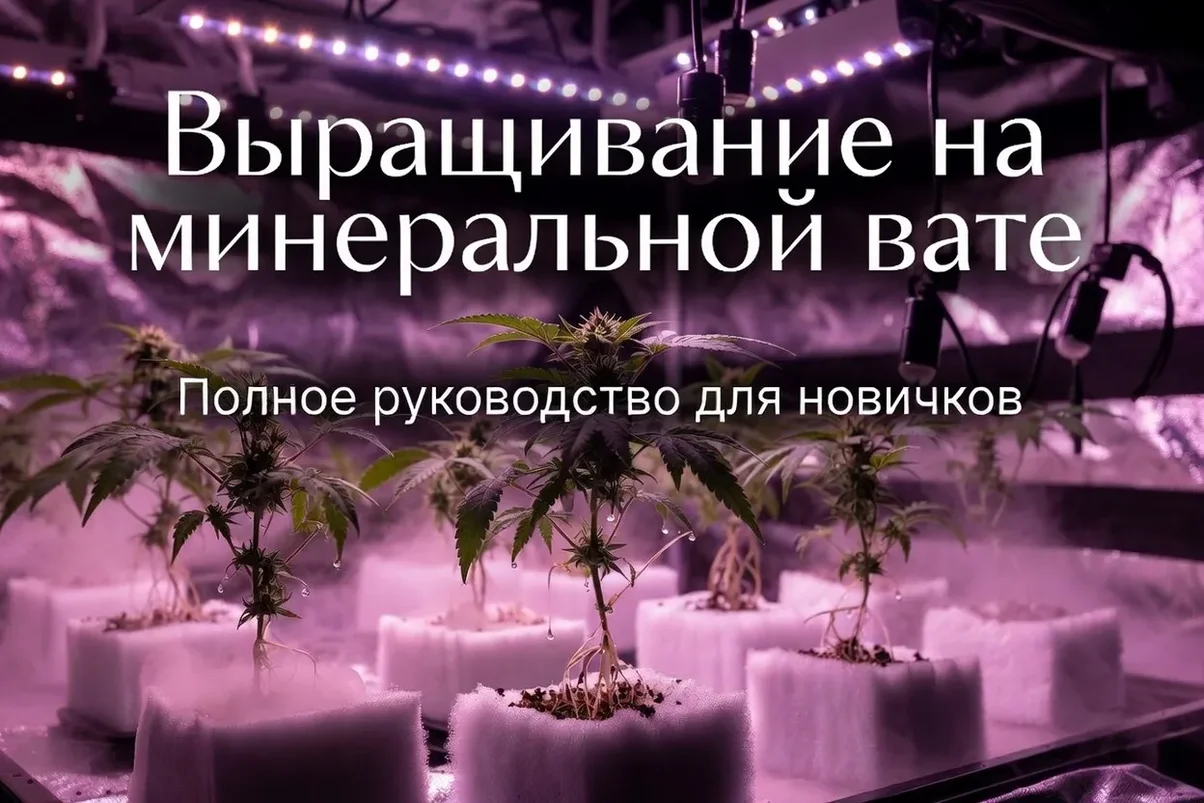 гидропоника для начинающих.webp