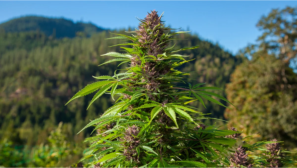 Growing Cannabis Outdoors.webp