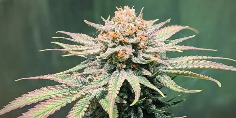Jack Herer.webp