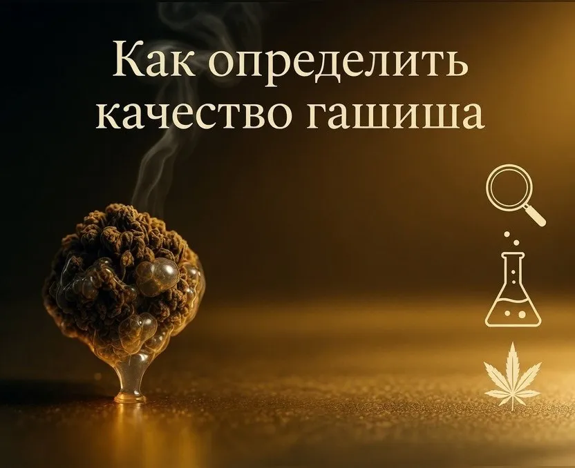 как определить качество гашиша.webp
