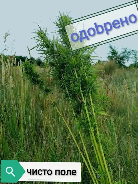 кусты в чистом поле.webp