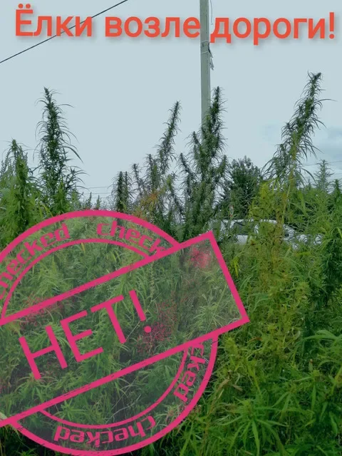кусты возде дороги.webp