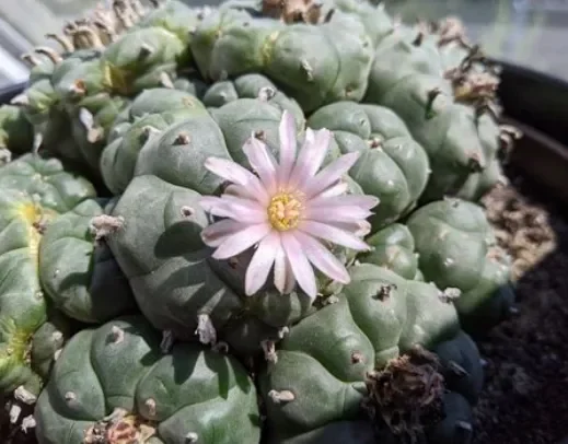 Lophophora williamsii.webp