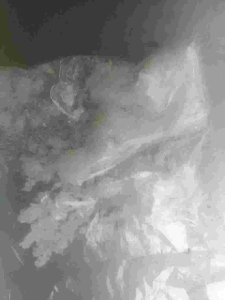 мефф.webp