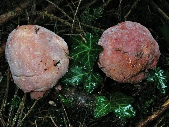 Мокрые пузыри - Mycogone perniciosa.webp