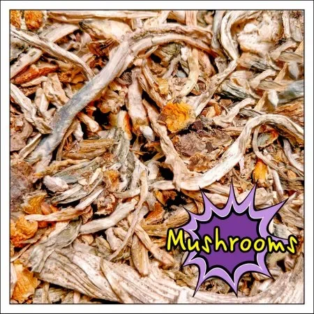mushrooms.webp