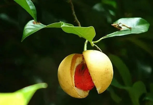 Myristica flagrans.webp