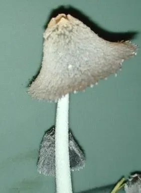 Навозник - Coprinus spp.webp