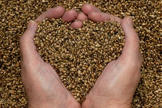Protein-from-hemp-seed.webp