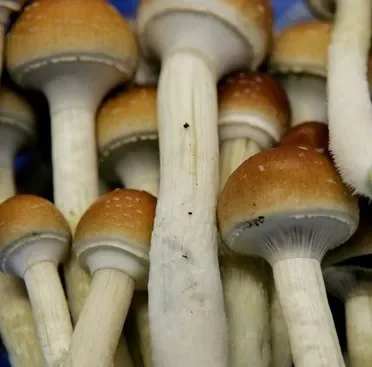 Psilocybin mushrooms.webp
