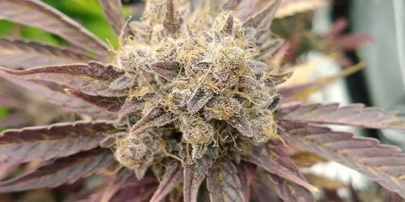 Purple Haze_.webp