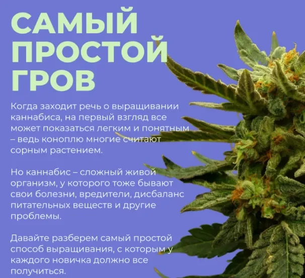 самый проостой гров.webp