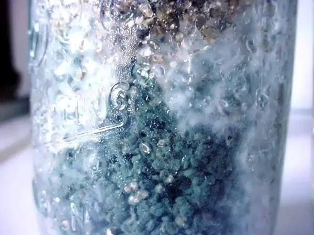 Сине-зеленая плесень. Penicillium spp.webp