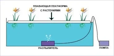 Система глубоководных культур.webp