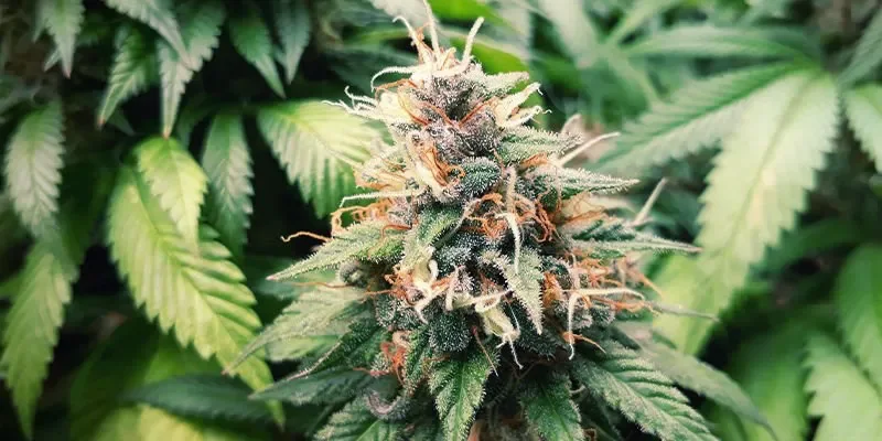 Sour Diesel.webp