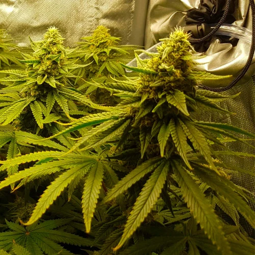 white-russian.webp