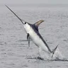 swordfish2120