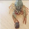 lobster_tgk99